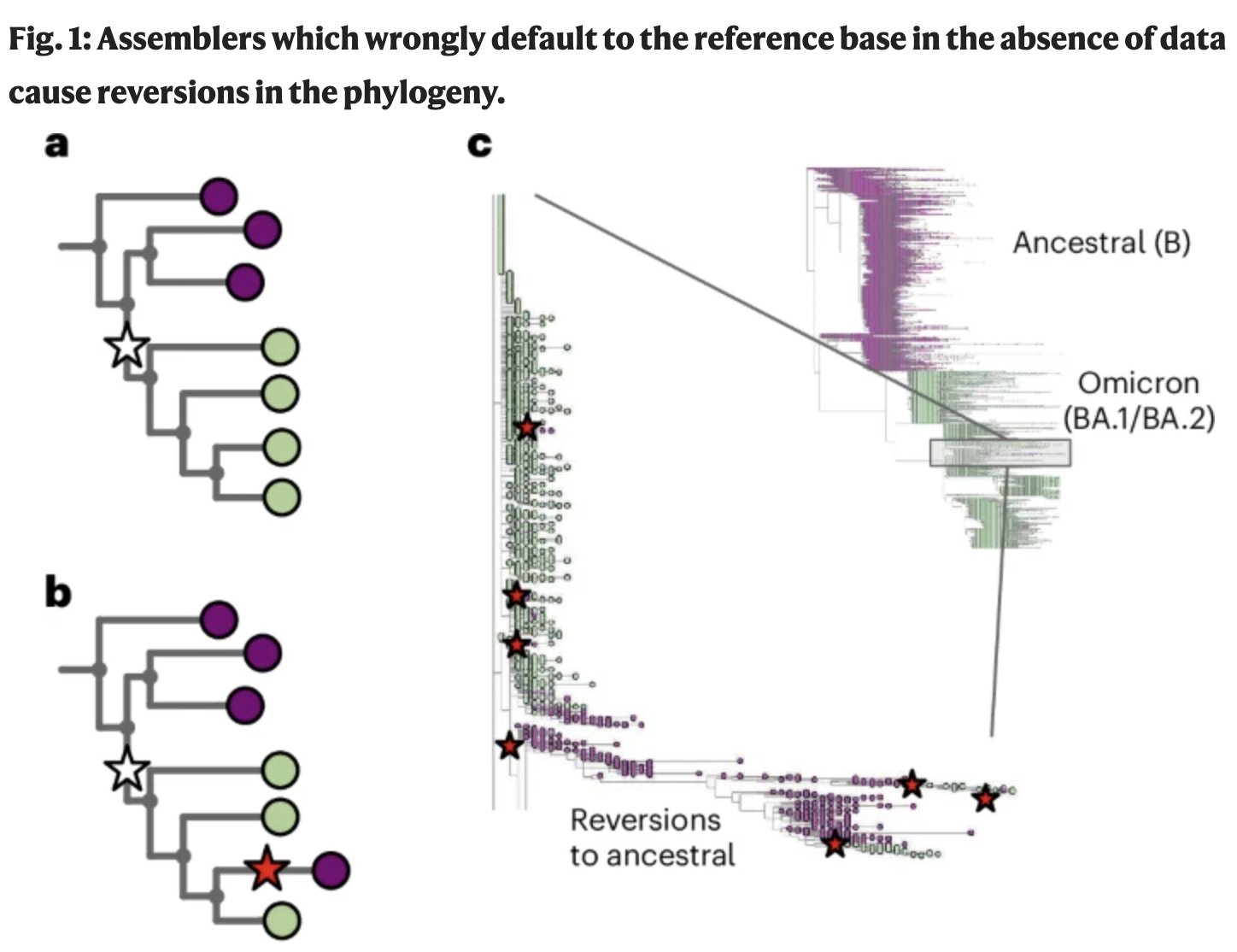 Feb 2026: Our paper on fixing systematic errors in the SARS-CoV-2 phylogeny is published! screenshot